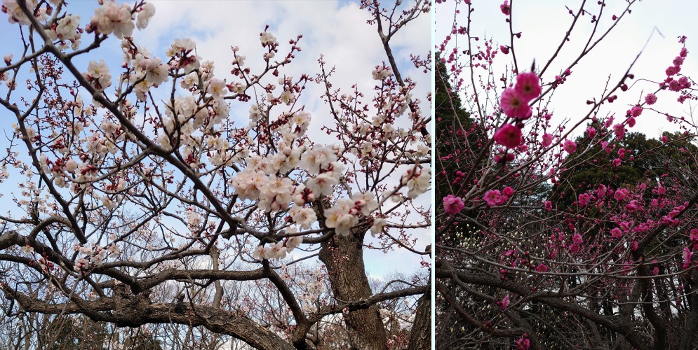 北海道神宮の桜（左）と梅（右）
