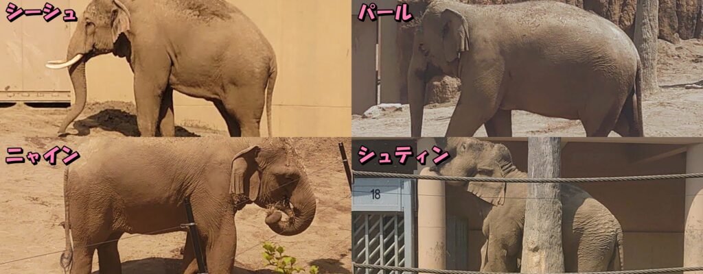 円山動物園の４頭のアジア象